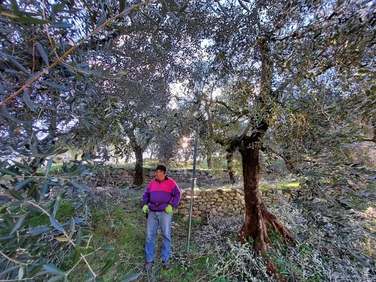 Sommelierka olivového oleje: olivový háj s farmářem